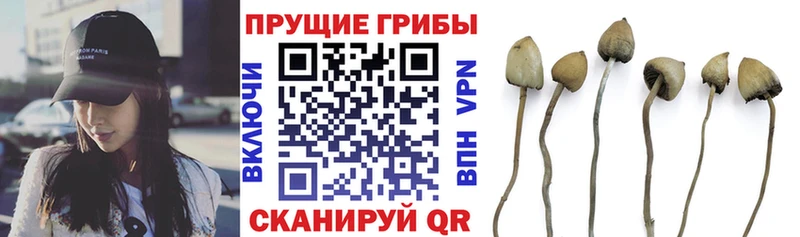 Псилоцибиновые грибы GOLDEN TEACHER  купить наркотики сайты  shop состав  Шумиха 